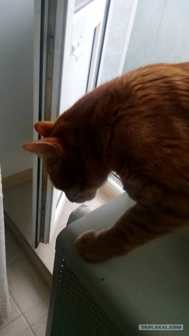 Котовторник  19.12.2017