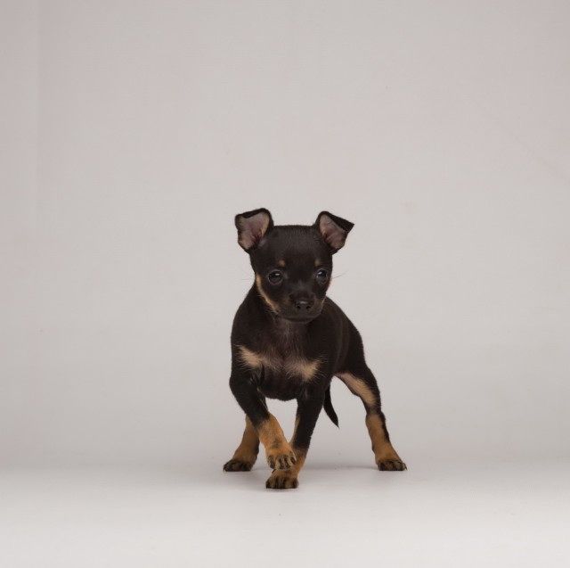 Жили-были той и стаф…