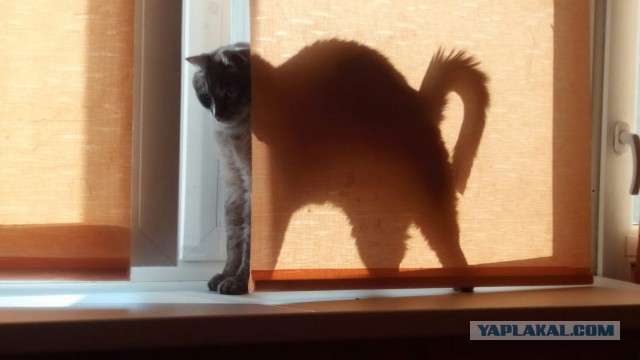 Котовторник 22.05.2018