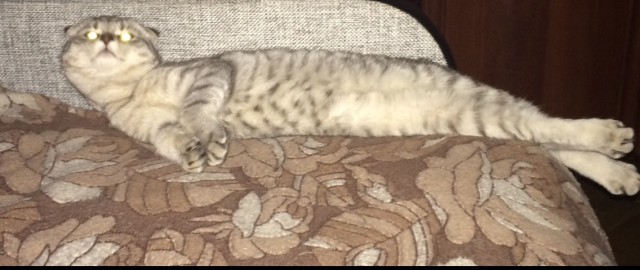 Прикольных котов пост