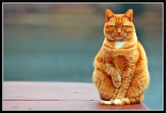 Рыжий котовторник на ЯПлакал!, Смотрим  и добавляем!