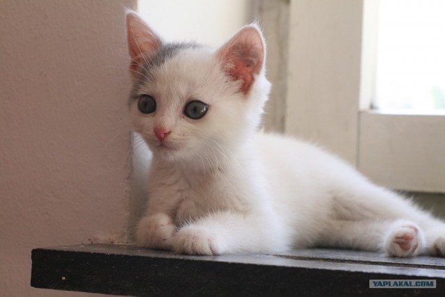 УРРААА ! Котовторник на ЯПлакалъ !