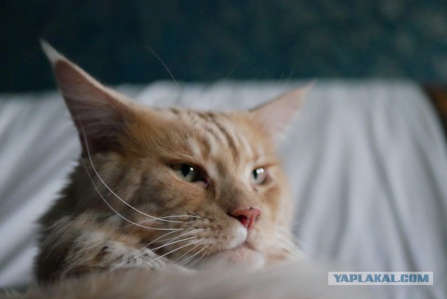 Котовторник 07.08.2018