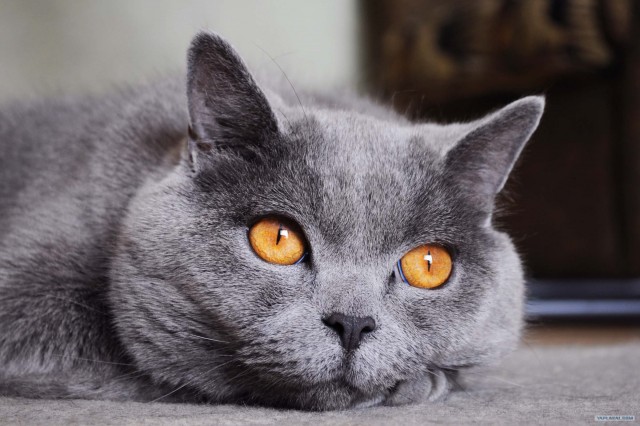 Котовторник стартует