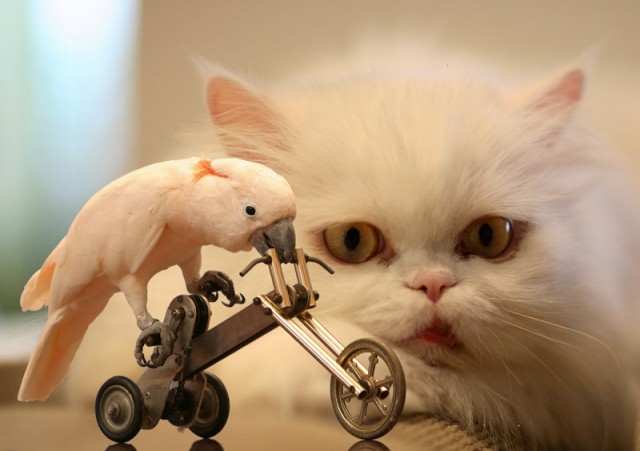 Начинаем котовторник!