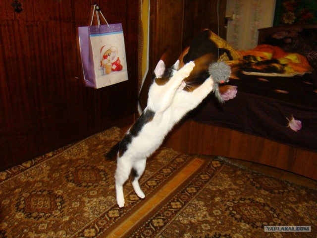 Интимный котовторник (23.08.11)