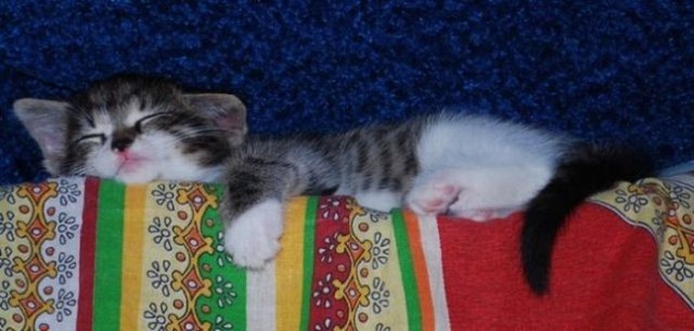 Котовторник!
