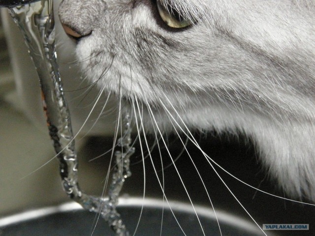 Котовторник 20.12.2011