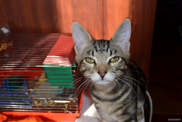 Котовторник (07.02.2012)