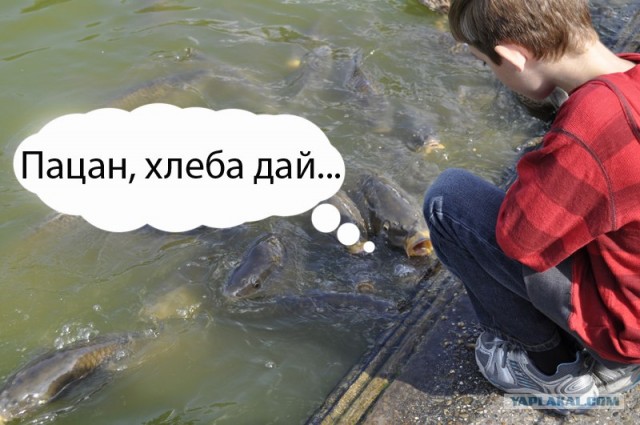 Жалость проснулась