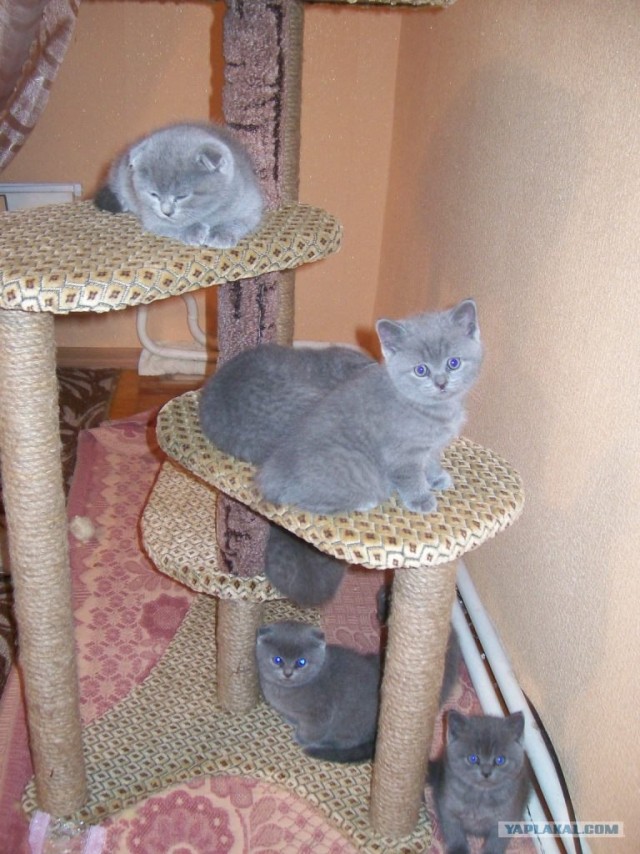 Котовторник 03 07 2012