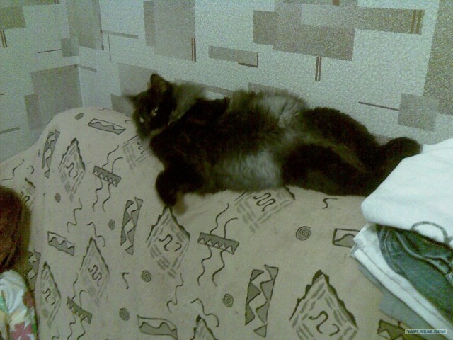 Котовторник  17.07.2012