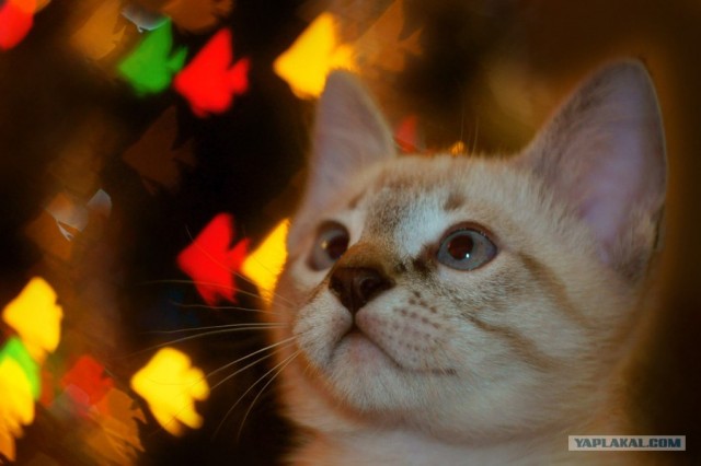 Котовторник  14.08.2012.