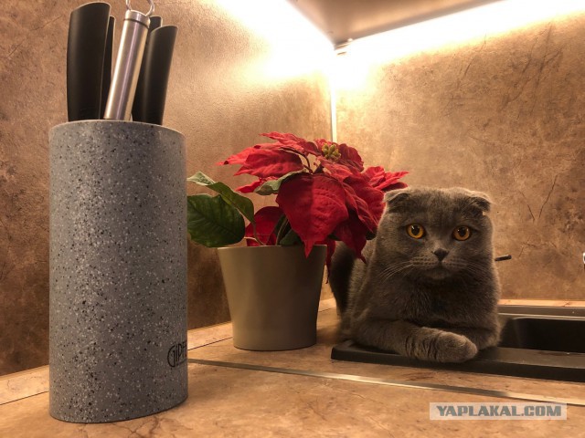 Картинки с котами и про котов
