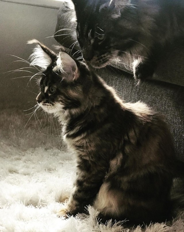 Забавные картинки с котами из сети