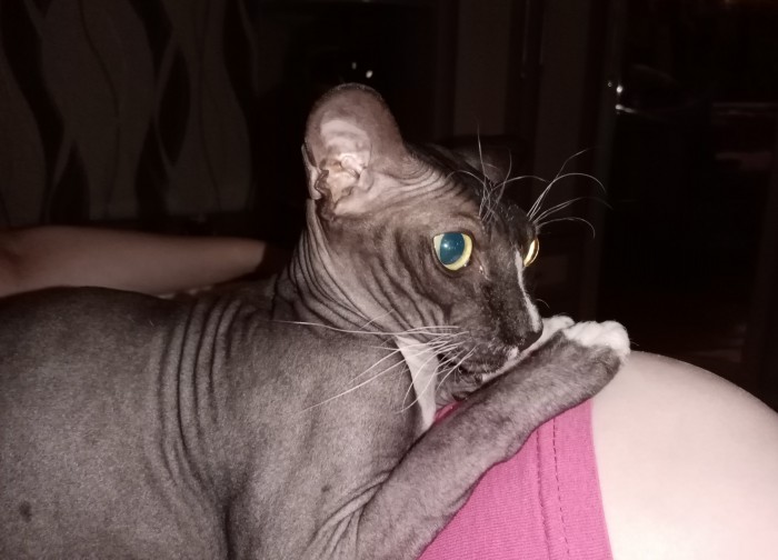 Котовторник 03.03.2020