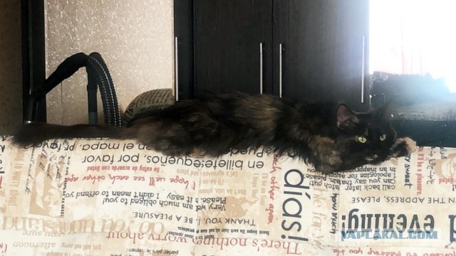 Решил изменить судьбу котейки