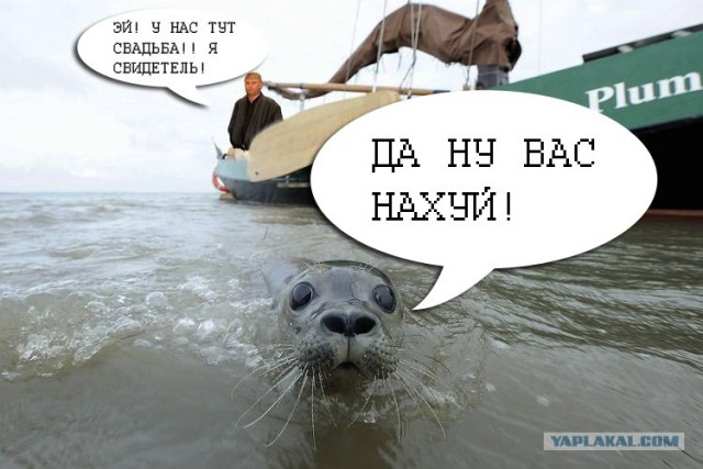 Фотожаба: Испуганый морской котик