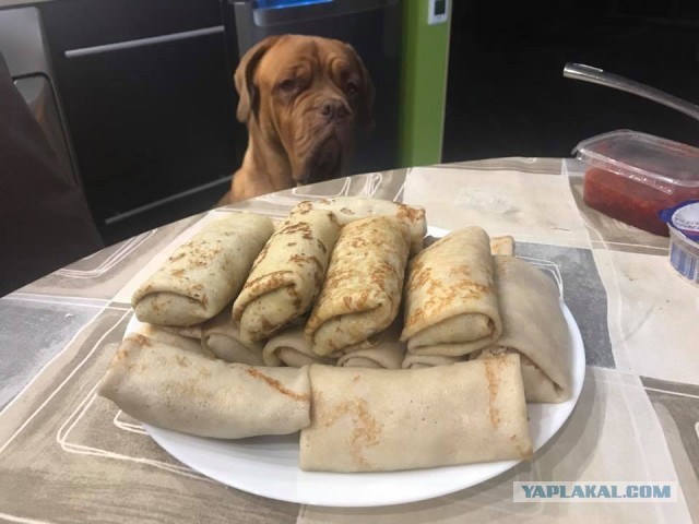 Собаки бывают