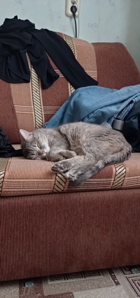Кошки