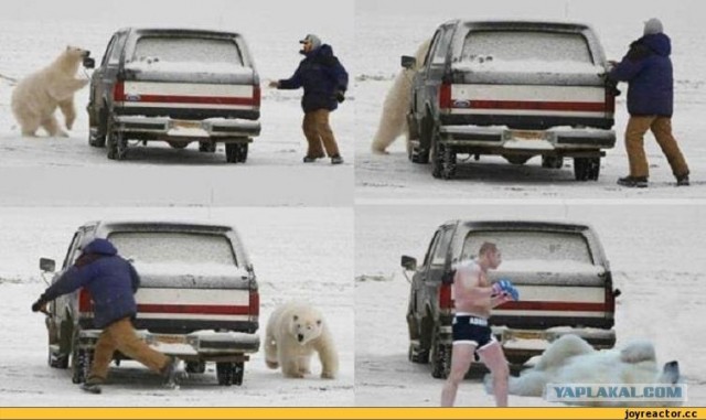 Голодный мишка и консерва, (BBC cameraman)