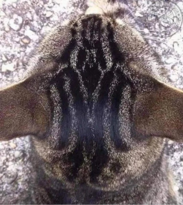 Весёлый полтишок 26.09