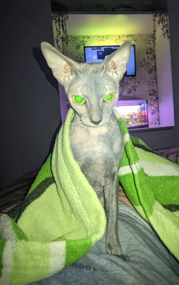 Котам начхать на вашу приватность