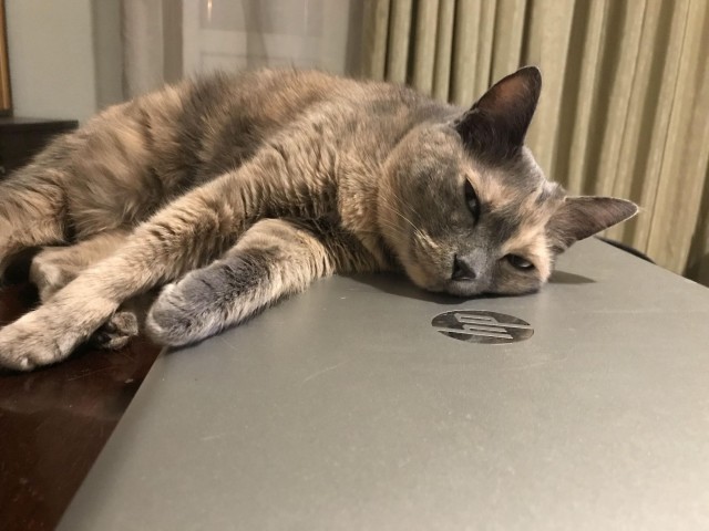 Котовторник так котовторник