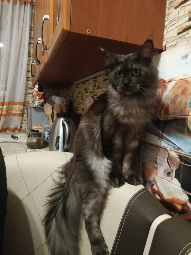 Котовторник 21.12.21