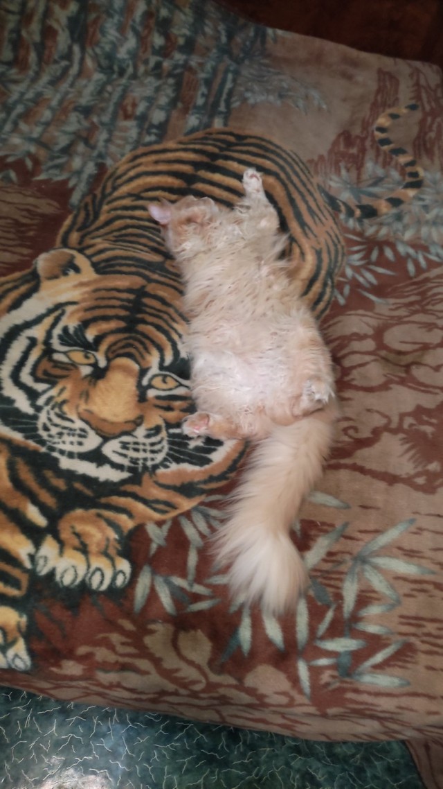 Кошка