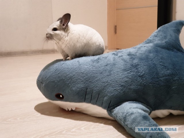 Шиншилла принимает ванну