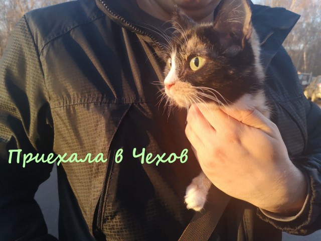 Жизнь домашнего приюта "Котоленд" 329