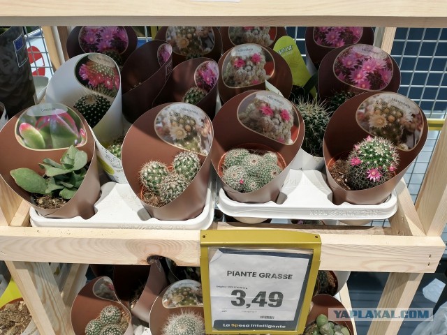 Апельсиние цветы