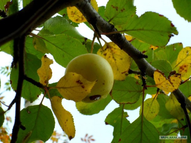 Генералы песчаного карьера