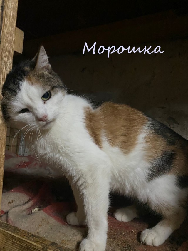Жизнь домашнего приюта "Котоленд" 375