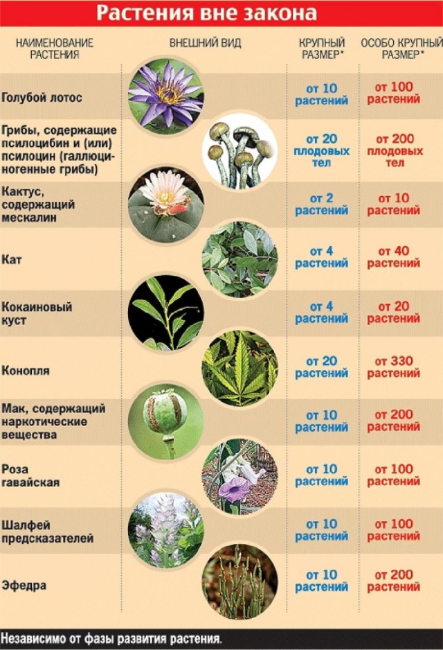 В тюрьму на 8 лет или штраф 300 тысяч: дачников будут сажать за гавайские розы на дачном участке