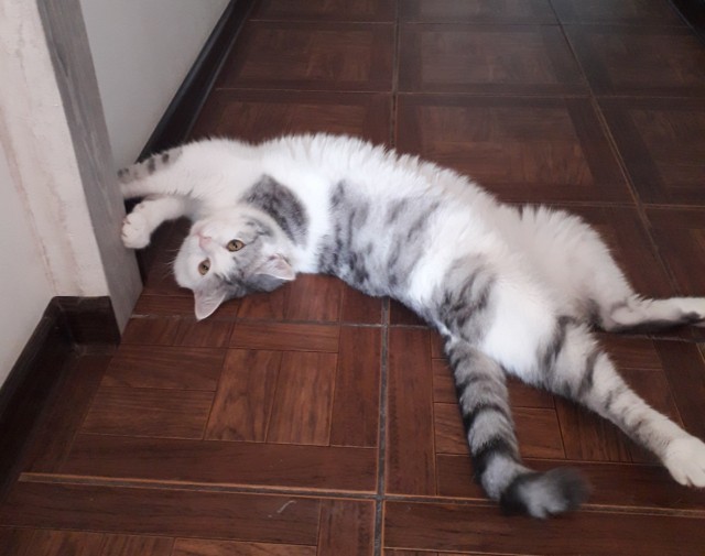 Не прошёл мимо котёнка