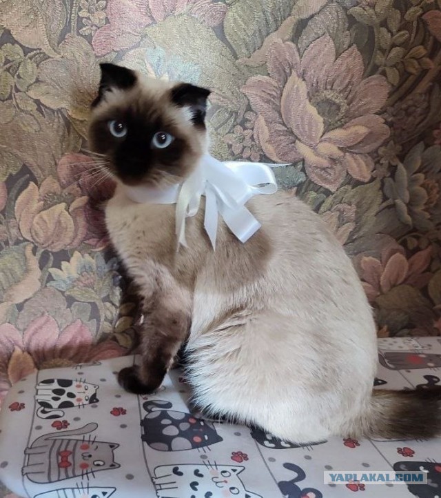 В Лондоне прошел ежегодный фотоконкурс «Comedy Pet Photography Awards»