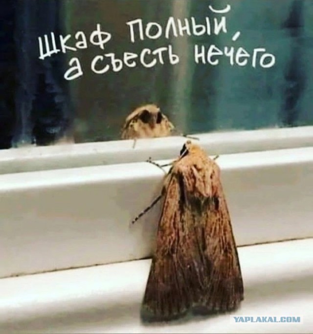 «Я могу быть невинной хоть сто раз». Капсулы девственности покорили Азию