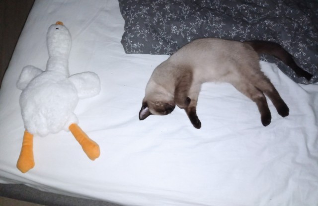 К - Котовторник ☺ Пополнение