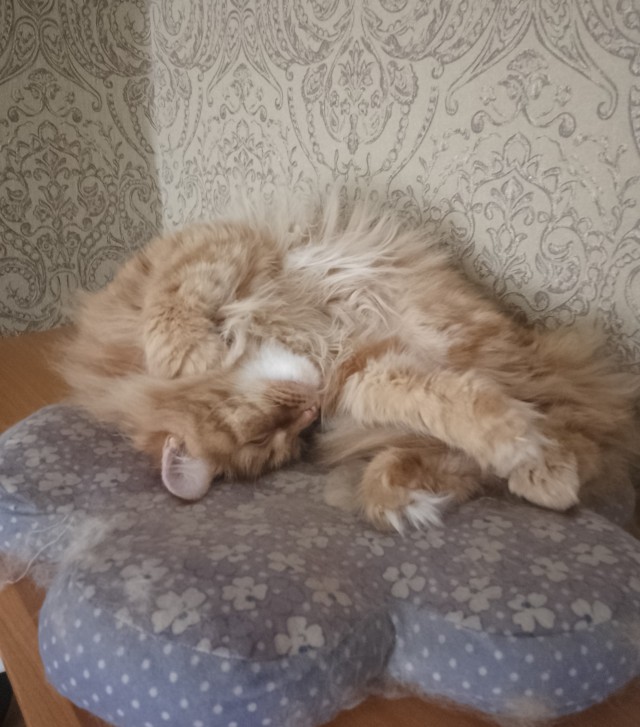 Позы для сна у кошек - что они означают?