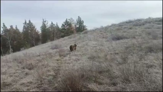 Медведь на свободе