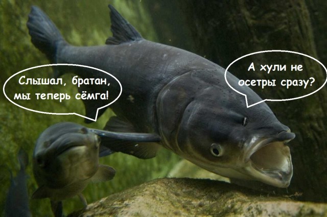 Сёмги натуральной отведайте. Не хотите - не берите.