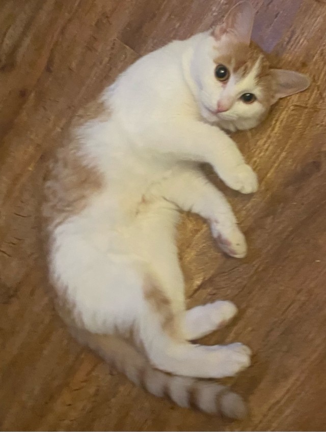 Котенок по имени Кусь)