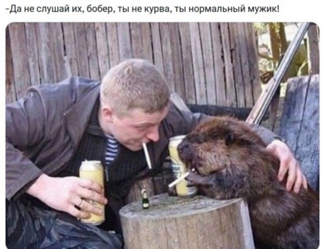 Вот бобер. Просто бобер. Он не курва