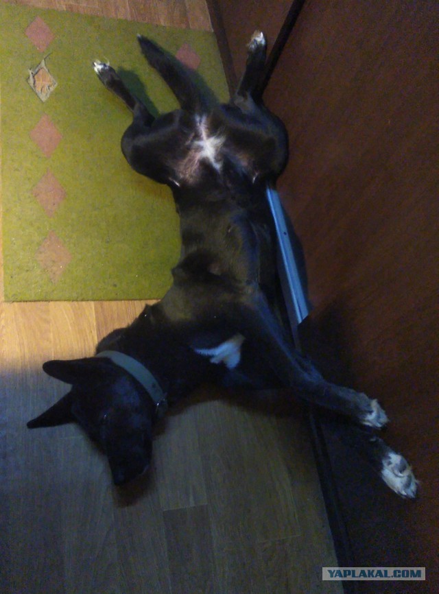 Сборник рассказов ЯПовских авторов. Обсуждение проблемы.