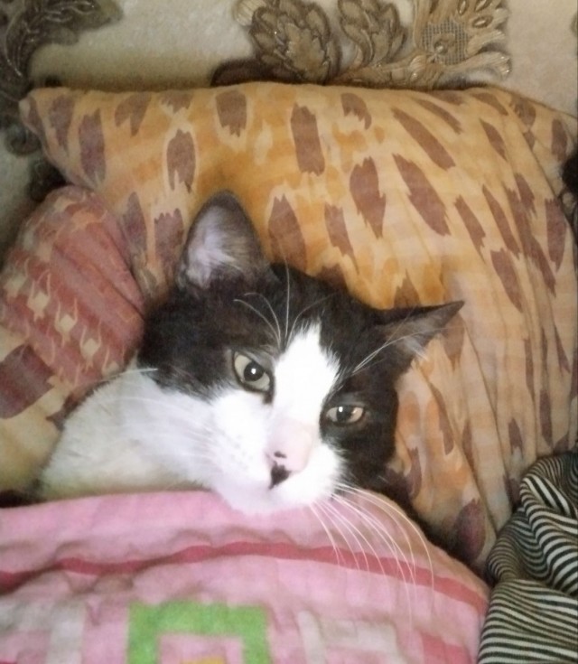 Эталон кота
