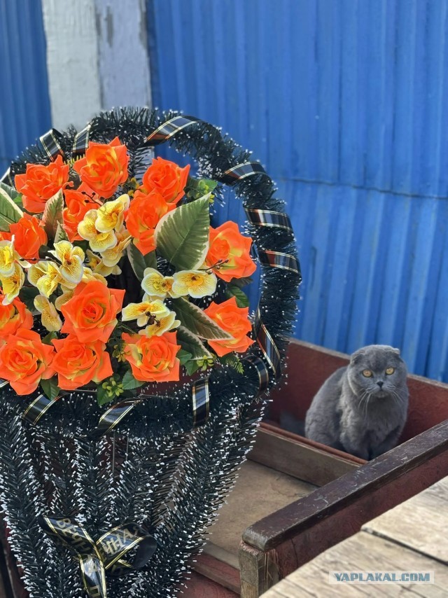 Деревенская кошка