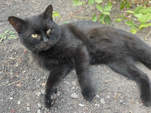 Принимайте в клуб! Котовторник же