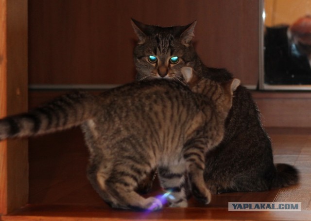 Котовторник 04.06.2013